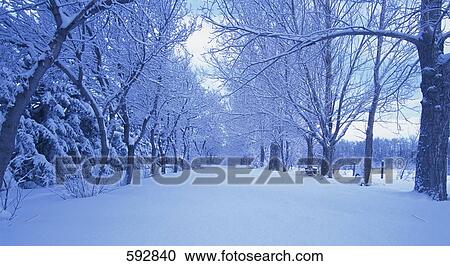 Snowy rural forest scene View Large Photo Image Stock Image - Snowy rural forest scene. Fotosearch