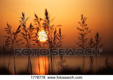 Sun setting behind plants View Large Photo Image Stock Photo - Sun setting behind plants. Fotosearch