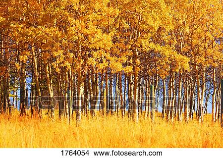 Trees in autumn View Large Photo Image Picture - Trees in autumn. Fotosearch