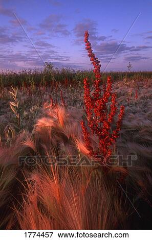 Stock Photo - Vegetation with red plant in foreground. Fotosearch