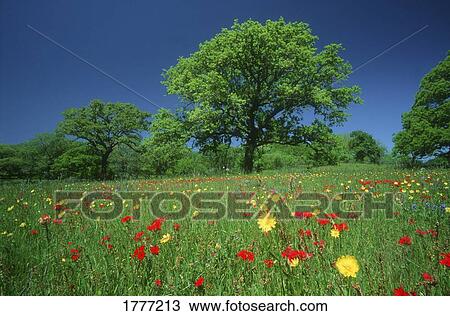 Wild flowers growing in field near Fredericksburg Texas U. S. A. View Large Photo Image Stock Image - Wild flowers growing in field near Fredericksburg Texas U. S. A.. Fotosearch