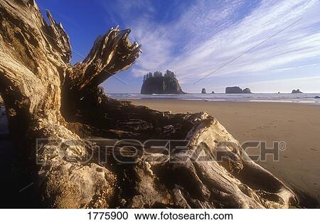 Stock Image - Wooden Log on beach. Fotosearch