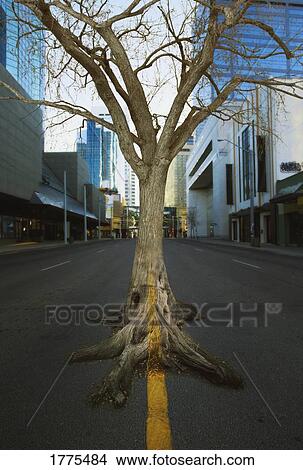 Out of place tree View Large Photo Image Picture - Out of place tree. Fotosearch