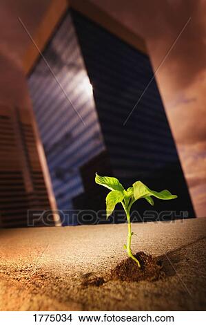 Picture - Small plant growing in the midst of tall buildings. Fotosearch