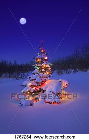 أداة تعريف إنجليزية غير معروفة شجرة عيد الميلاد توهج ليل At غطوا في ثلج اللوحة 1767264 Fotosearch