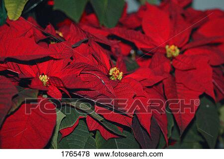 Stock Photo - Close-Up of poinsettia. Fotosearch