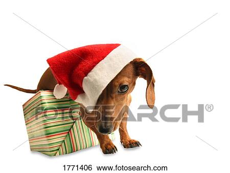 Stock Photograph - Dog in Santa hat. Fotosearch