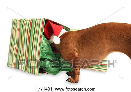 Dog sniffing in box with Santa hat View Large Photo Image Stock Image - Dog sniffing in box with Santa hat. Fotosearch