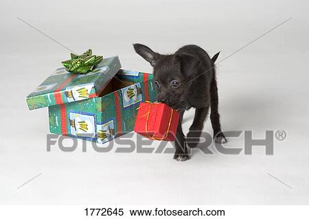 Puppy with Christmas gifts View Large Photo Image Stock Photography - Puppy with Christmas gifts. Fotosearch