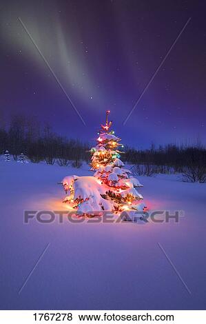 Stock Photo - A Christmas tree glowing at night under the Northern lights Alberta Canada. Fotosearch