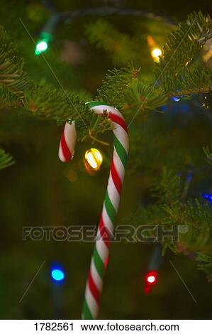 Stock Image - Candy Cane on a Tree. Fotosearch