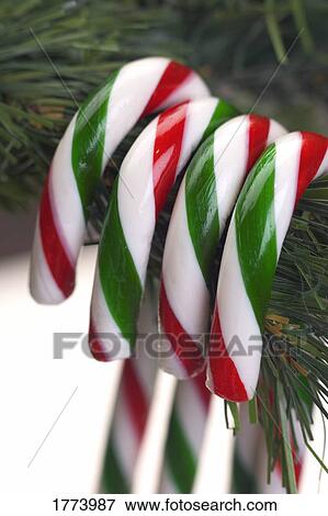 Candy canes on tree View Large Photo Image Stock Photo - Candy canes on tree. Fotosearch