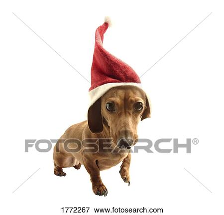 Dachshund in Santa hat View Large Photo Image Stock Photo - Dachshund in Santa hat. Fotosearch
