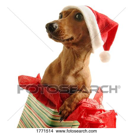 dog with santa hat