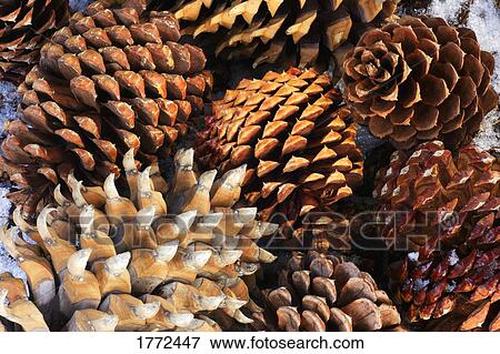 Stock Photo - Group of pine cones. Fotosearch