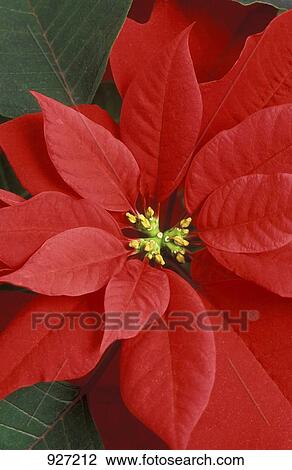 Stock Image - Poinsettia. Fotosearch