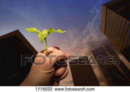 Hand holding plant against tall buildings View Large Photo Image Stock Image - Hand holding plant against tall buildings. Fotosearch