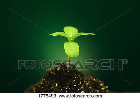 New seedling View Large Photo Image Stock Image - New seedling. Fotosearch