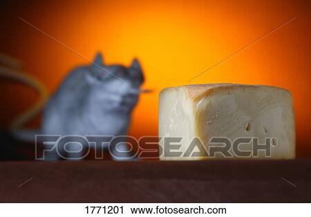 Piece of cheese and rat in background View Large Photo Image Stock Image - Piece of cheese and rat in background. Fotosearch