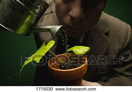 Plant being watered by a man who is watching it closely View Large Photo Image Stock Image - Plant being watered by a man who is watching it closely. Fotosearch