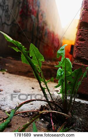 Weed growing View Large Photo Image Stock Photo - Weed growing. Fotosearch
