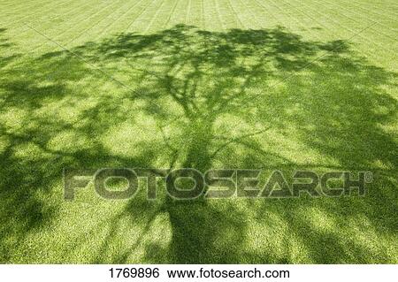 A shady tree View Large Photo Image Stock Photograph - A shady tree. Fotosearch