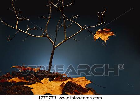 Stock Image - One leaf left. Fotosearch