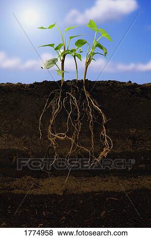 Plant growth View Large Photo Image Stock Photo - Plant growth. Fotosearch