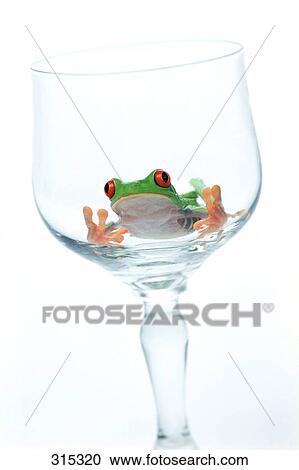 Stock Image - Red eyed tree frog in wine glass. Fotosearch