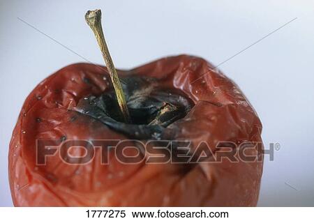 Rotting apple View Large Photo Image Stock Photography - Rotting apple. Fotosearch