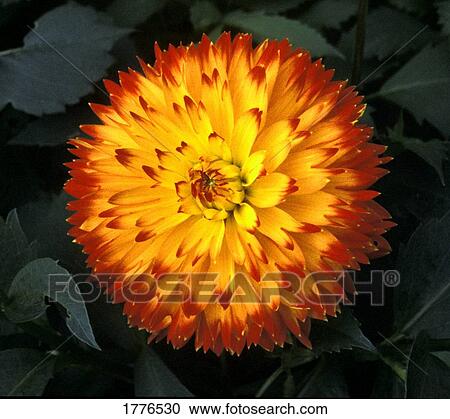 A chrysanthemum bloom View Large Photo Image Stock Image - A chrysanthemum bloom. Fotosearch