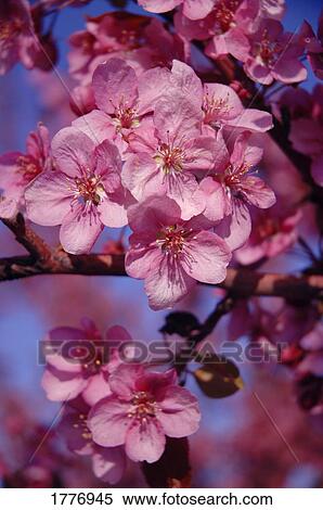 A close-up of small, pink flowers View Large Photo Image Stock Photography - A close-up of small, pink flowers. Fotosearch