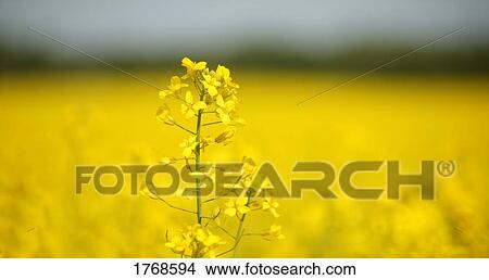 Picture - A closeup of a farmer's field. Fotosearch