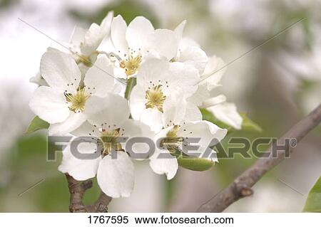 A cluster of white flowers View Large Photo Image Stock Photography - A cluster of white flowers. Fotosearch