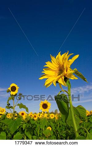Stock Photo - A field of sunflowers. Fotosearch