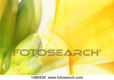 Stock Image - A floral composition. Fotosearch