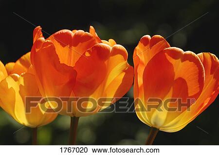 Stock Image - A group of flowers. Fotosearch