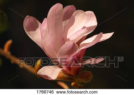 Stock Photograph - A magnolia blossom. Fotosearch