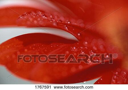 Stock Image - A red flower. Fotosearch
