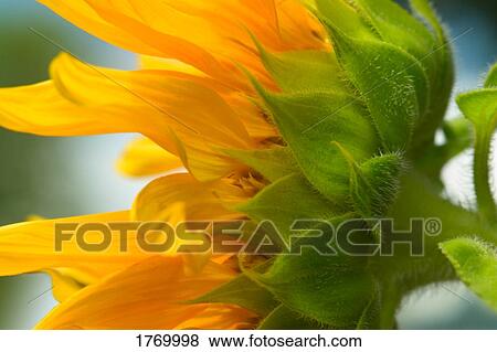 A sunflower View Large Photo Image Stock Photo - A sunflower. Fotosearch