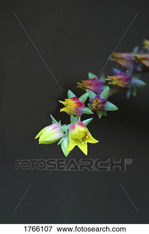 A tropical flower View Large Photo Image Stock Photo - A tropical flower. Fotosearch