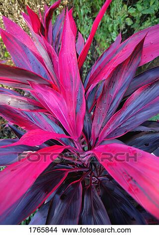 Picture - A tropical plant. Fotosearch