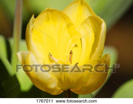 Stock Image - A yellow flower. Fotosearch