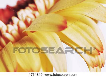 A yellow flower View Large Photo Image Stock Photo - A yellow flower. Fotosearch