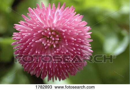 Beautiful flower View Large Photo Image Stock Image - Beautiful flower. Fotosearch