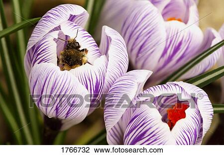 Stock Image - Bee on crocus. Fotosearch