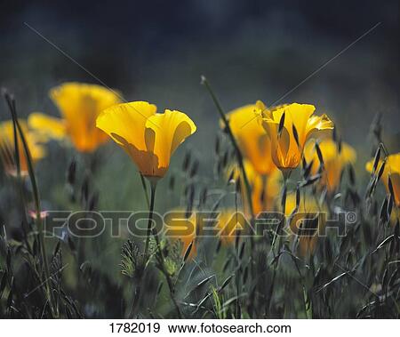 Stock Photo - Blossoms of California poppies. Fotosearch