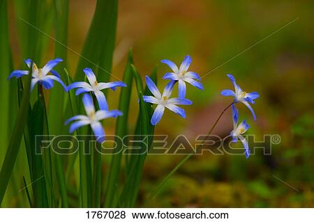 Blue and white flowers View Large Photo Image Stock Photo - Blue and white flowers. Fotosearch
