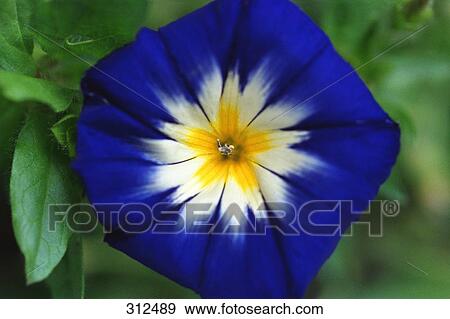 Blue white and yellow flower View Large Photo Image Stock Photo - Blue white and yellow flower. Fotosearch