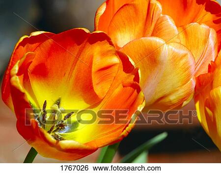 Bright flowers View Large Photo Image Stock Photograph - Bright flowers. Fotosearch